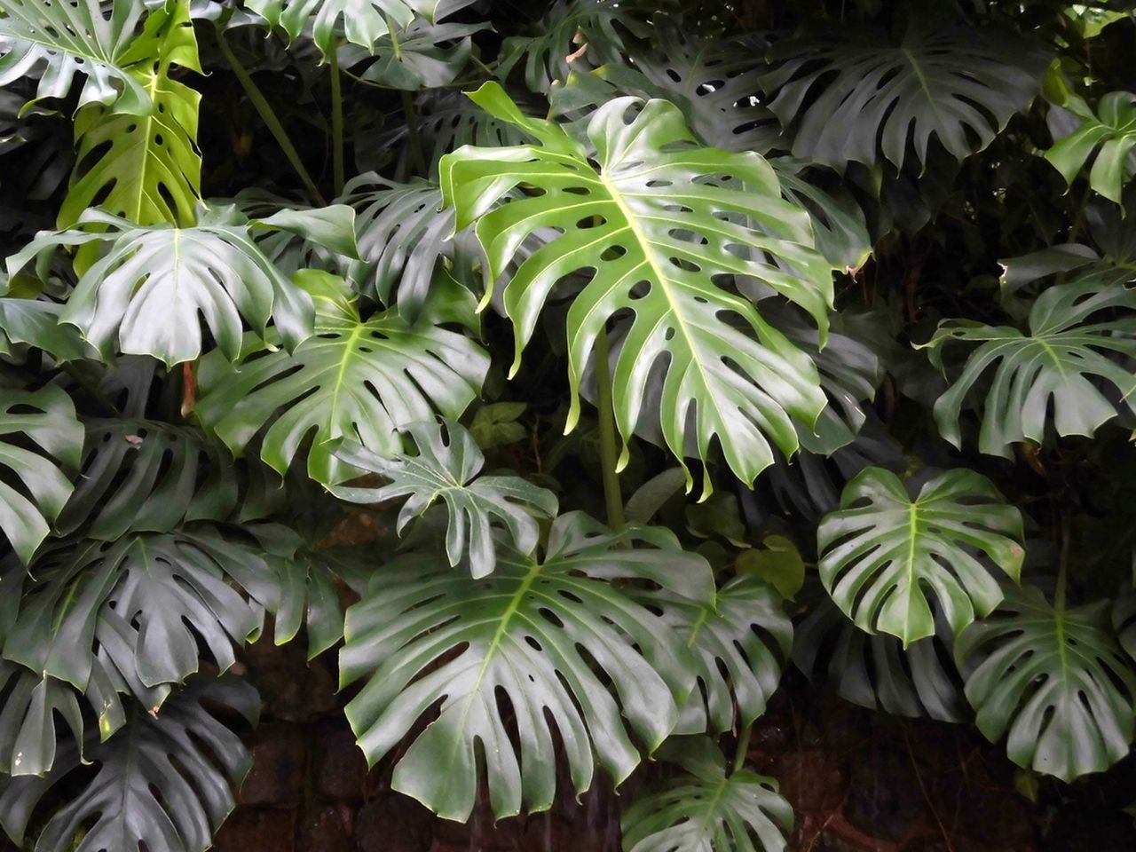 Large Leaved Monstera Deliciosa