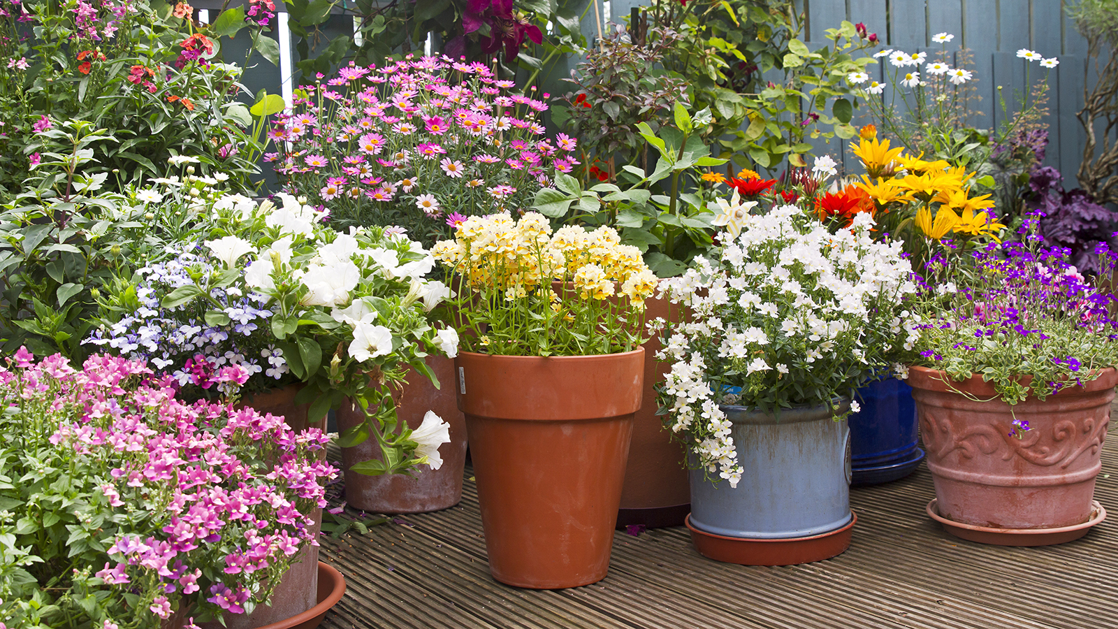Flower pots on patio