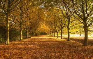 Anglesey Abbey autumn colours