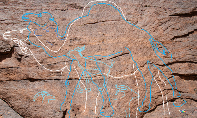 Overlapping life-sized camel and small gazelle engravings on a rock face, outlined in white and different shades of blue. 