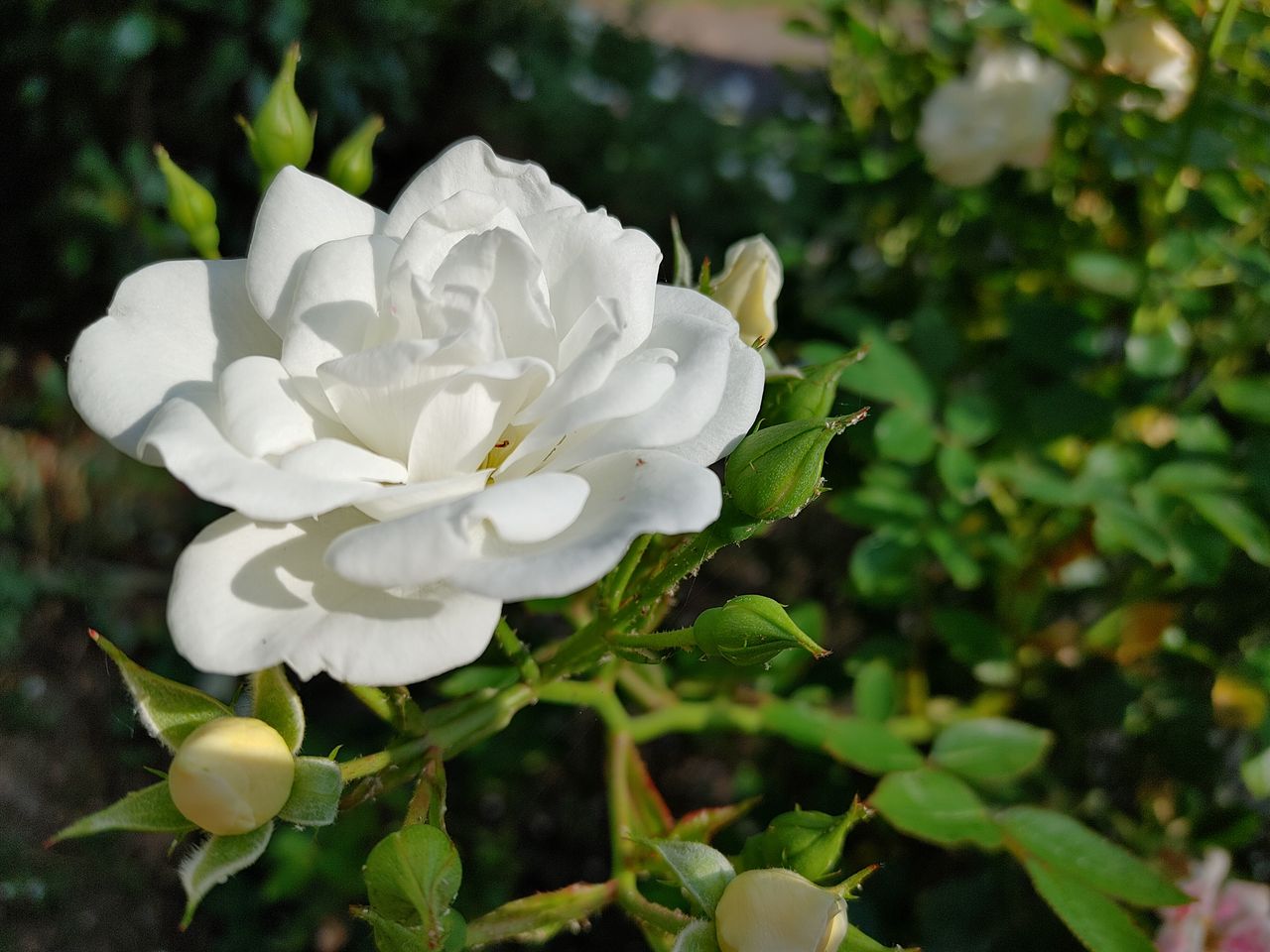 There&rsquo;s no macro mode here, but the &lsquo;portrait&rsquo; background blur mode can be used to bring close subjects into sharper relief.
