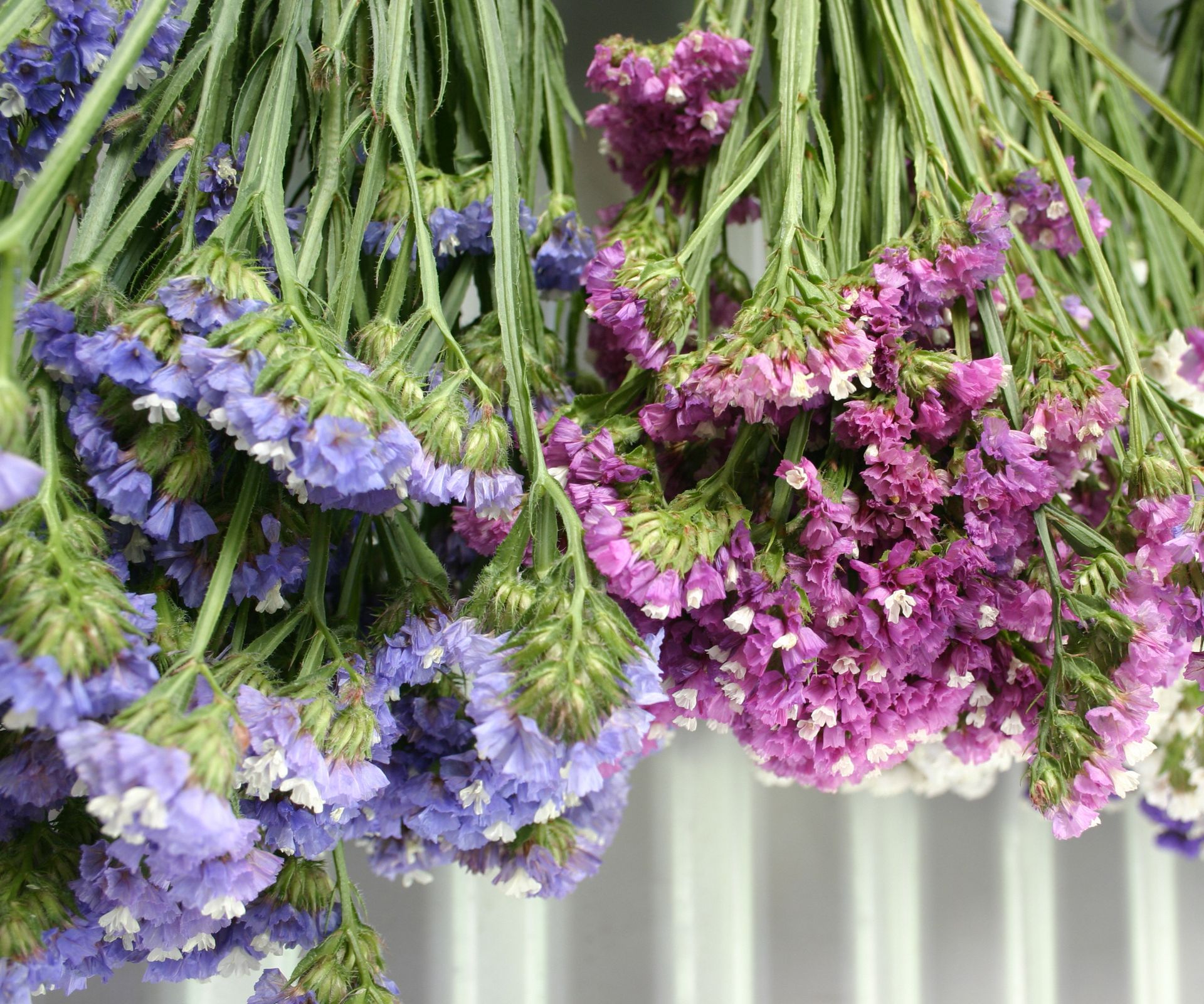 Lilac and deep pink Statice Limonium sinuatum Flowers Hanging to Dry