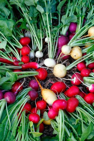 A large selection of different varieties of radish