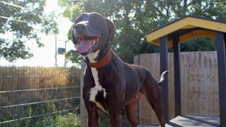 Flash the lurcher at Dogs Trust Darlington