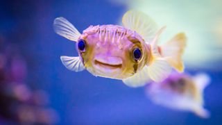 The top tips for taking care of fish: Fish smiling underwater 