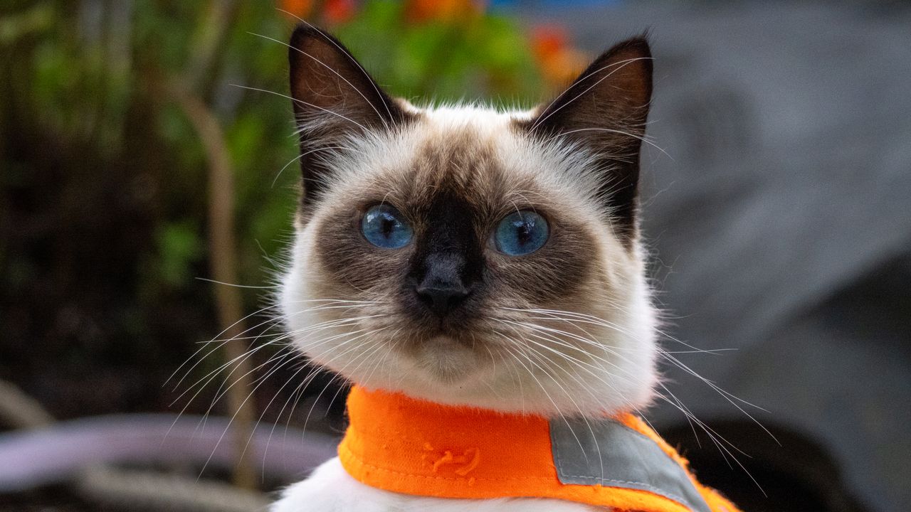 ragdoll cat with an orange harness in a garden