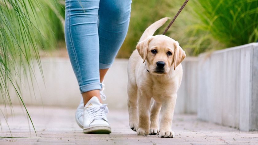 Close up of labrador puppy being walked on a leash