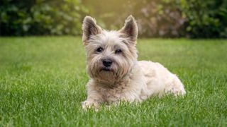 Cairn Terrier