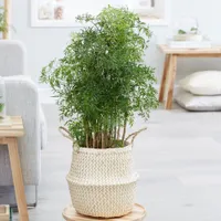 Polyscias fruticosa 'Ming' - Ming Tree &amp; Basket Combination: was £99.98, now £79.98, Crocus