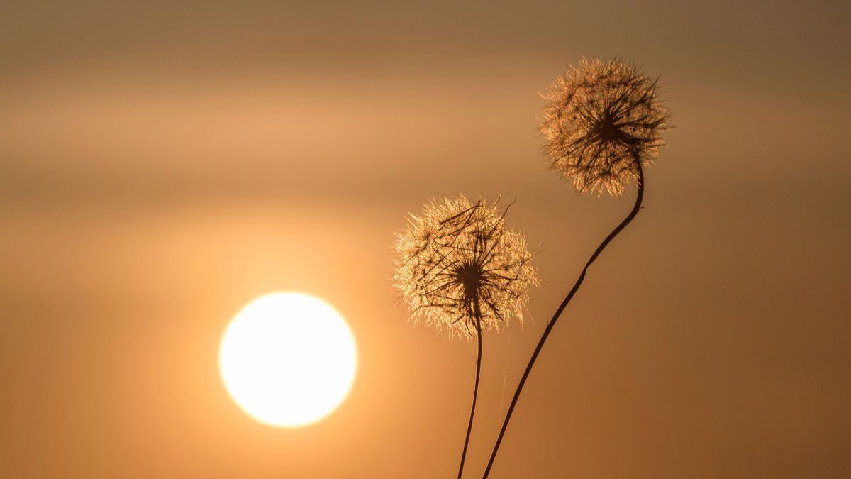 Why Shots Work – two dandelions backlit by the sun against a golden sky