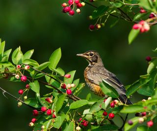 birds in shrub with berries