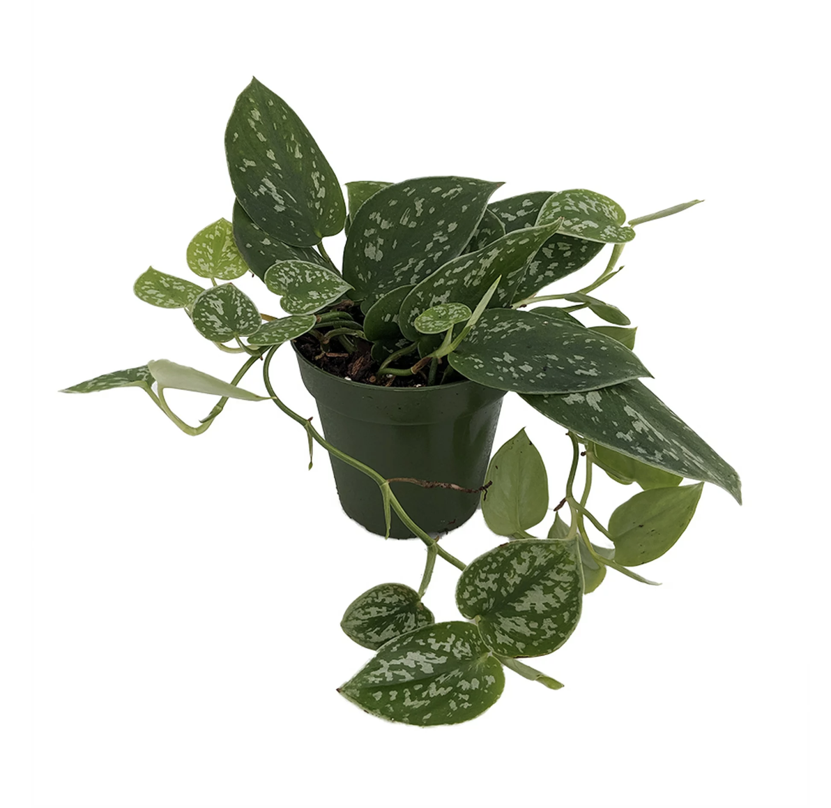philodendron
