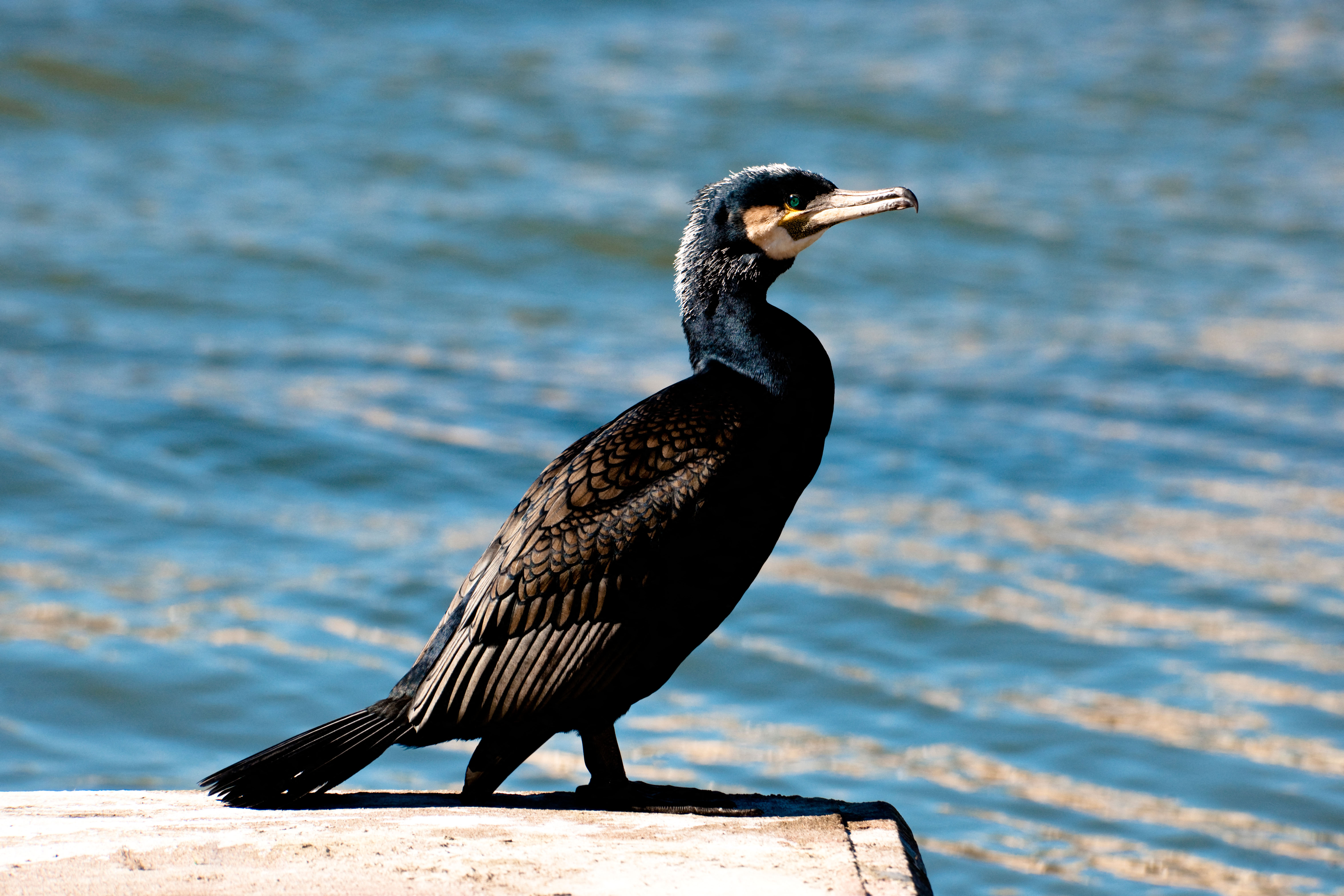 Cormorant