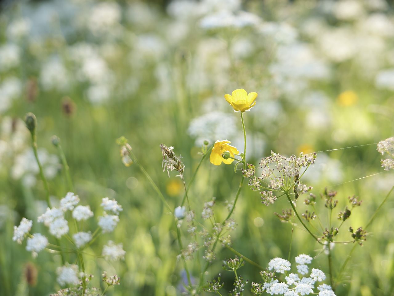 Sample image taken with the Panasonic Lumix L10; backlit wildflowers at golden hour