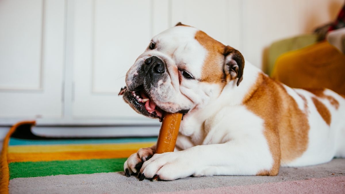 Bulldog chewing on a calming treat.