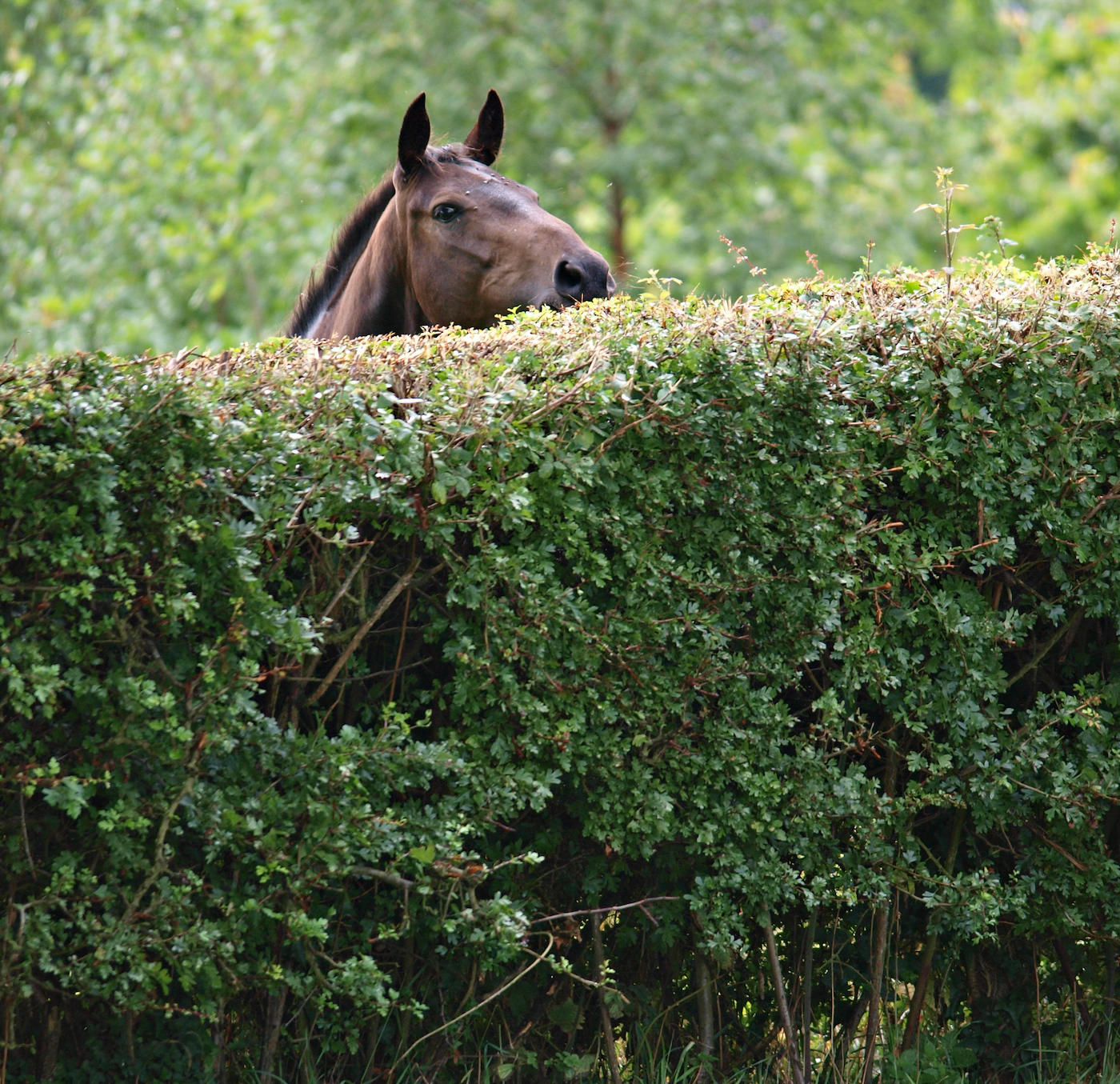 Horse looking over a hedge - hedge planting is a way of managing grazing land more sustainably