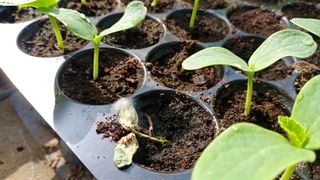 Damping off disease in melon seedlings