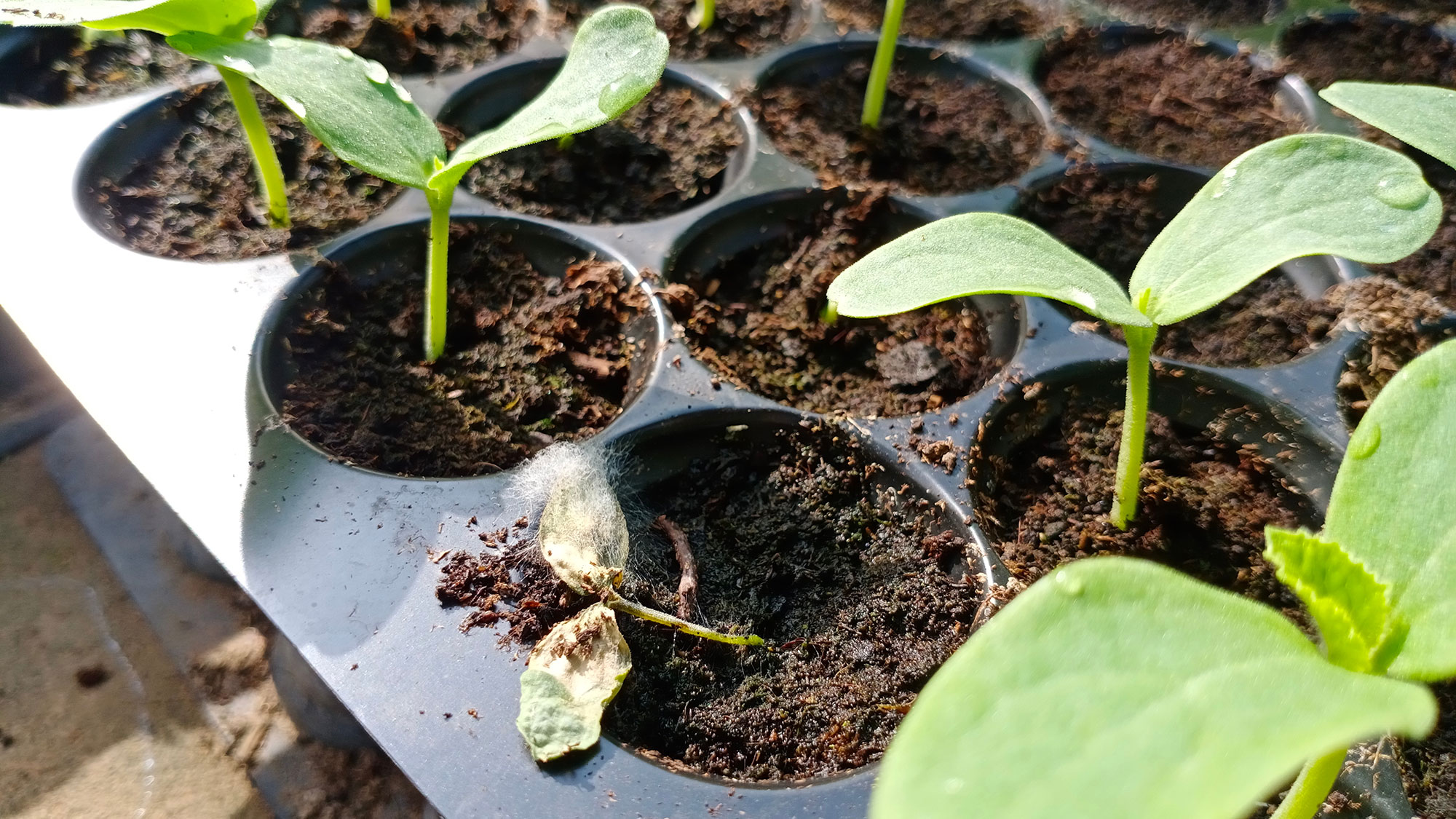 Damping off in melon seedlings