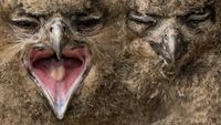 A extreme close-up of two young downy eagle owl chicks nestled together, one squawking with its beak wide open to reveal a pink mouth while the other rests with its eyes closed