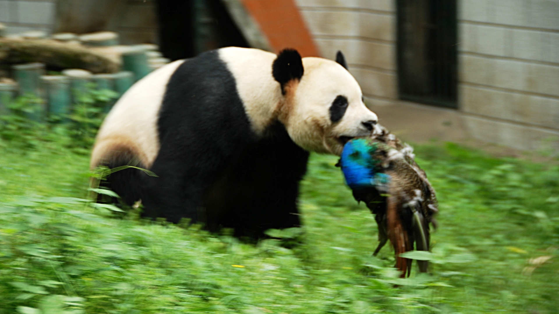 a panda with a peacock in its mouth
