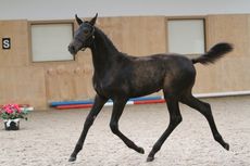 Fairheath-Rosamunde-Credit-Eclipse-Photos-e1407251779245.jpg