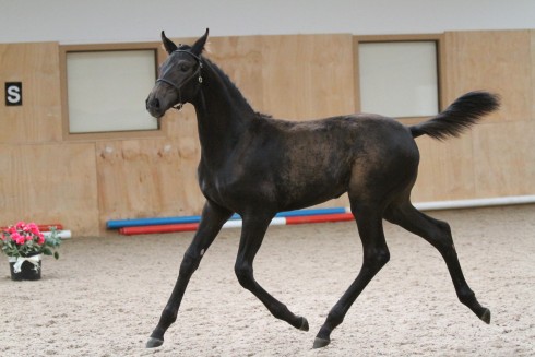 Fairheath-Rosamunde-Credit-Eclipse-Photos-e1407251779245.jpg