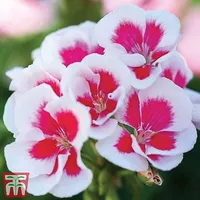 Geranium Flower Fairy White Splash | From &pound;14.99 at Thompson &amp; Morgan