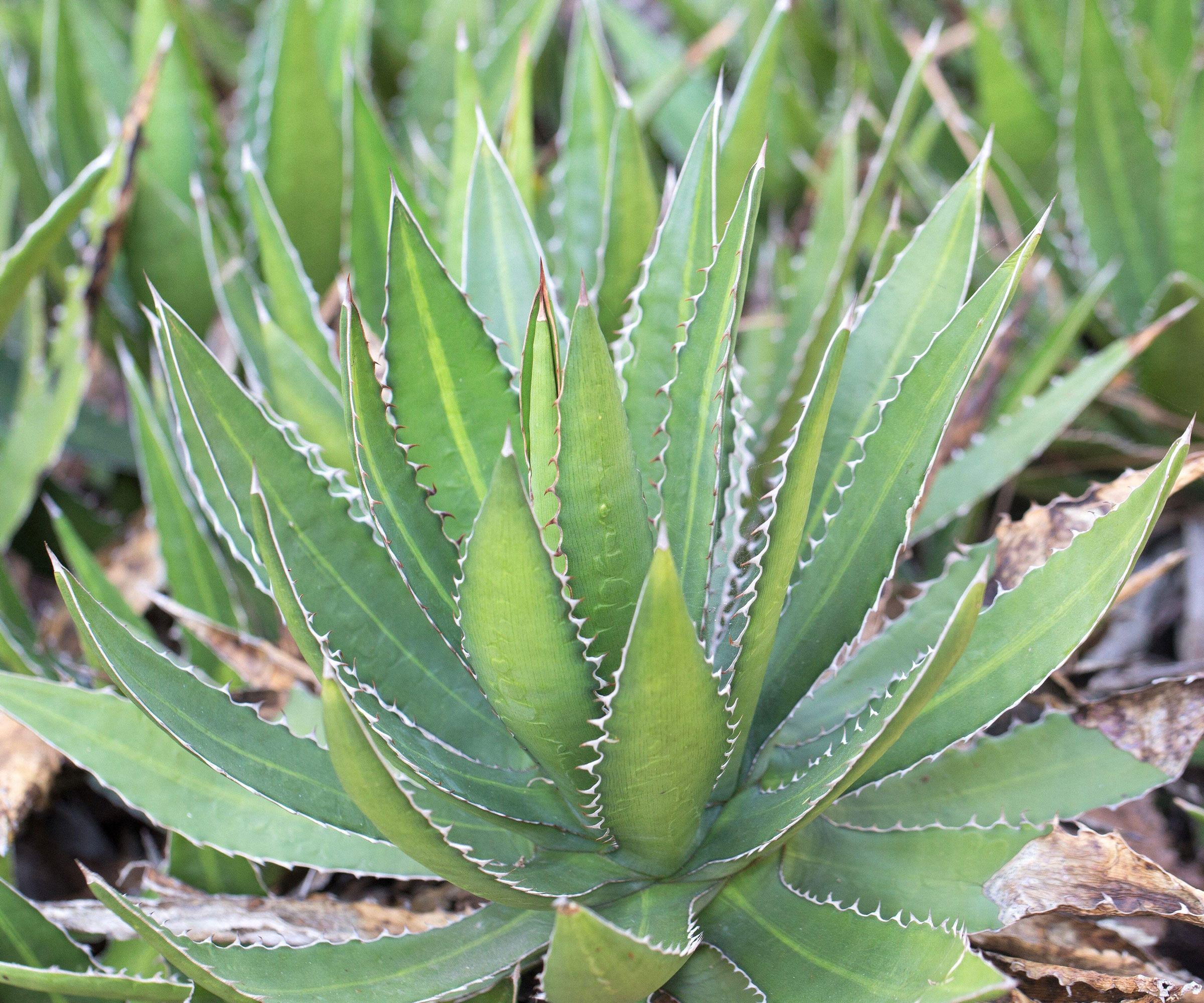 agave plants with erect pointed foliage
