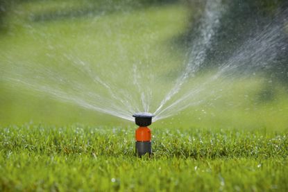 Sprinkler rotor vs spray: Sprinkler in lawn