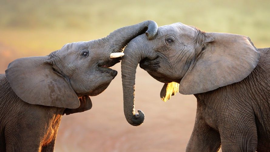 Born Free offers Hope for Elephants - Born Free