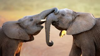 Two elephants greeting each other at the Addo Elephant National Park in South Africa.