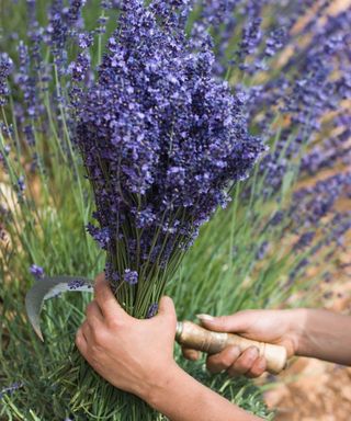 Cutting lavender stalks with a knife to keep plants in shape in summer