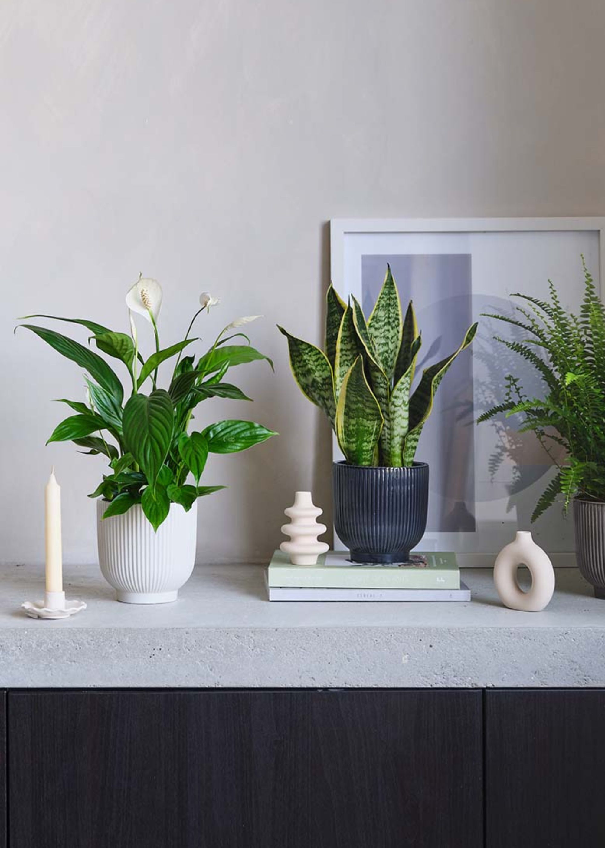 A potted peace lily and snake plant beside a Boston fern on a stone counter beside books and a frame