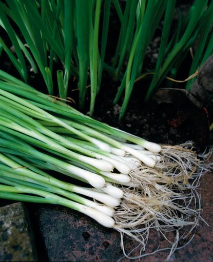 Ishikura bunching spring onion