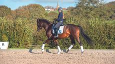 In collected trot, the horse is offering a shorter length of stride while creating energy from behind to lift himself up in front