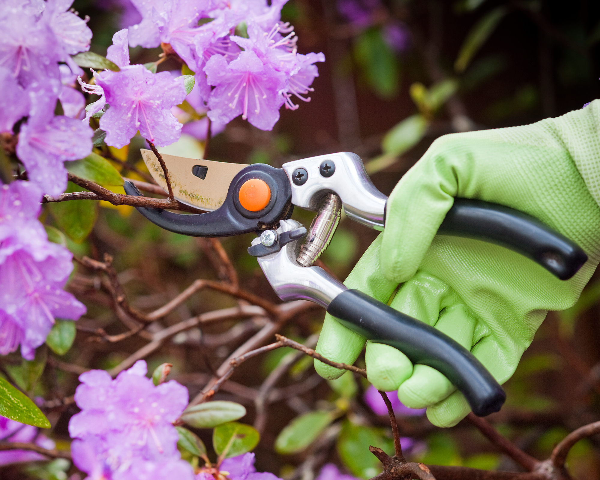 hand pruning purple azalea