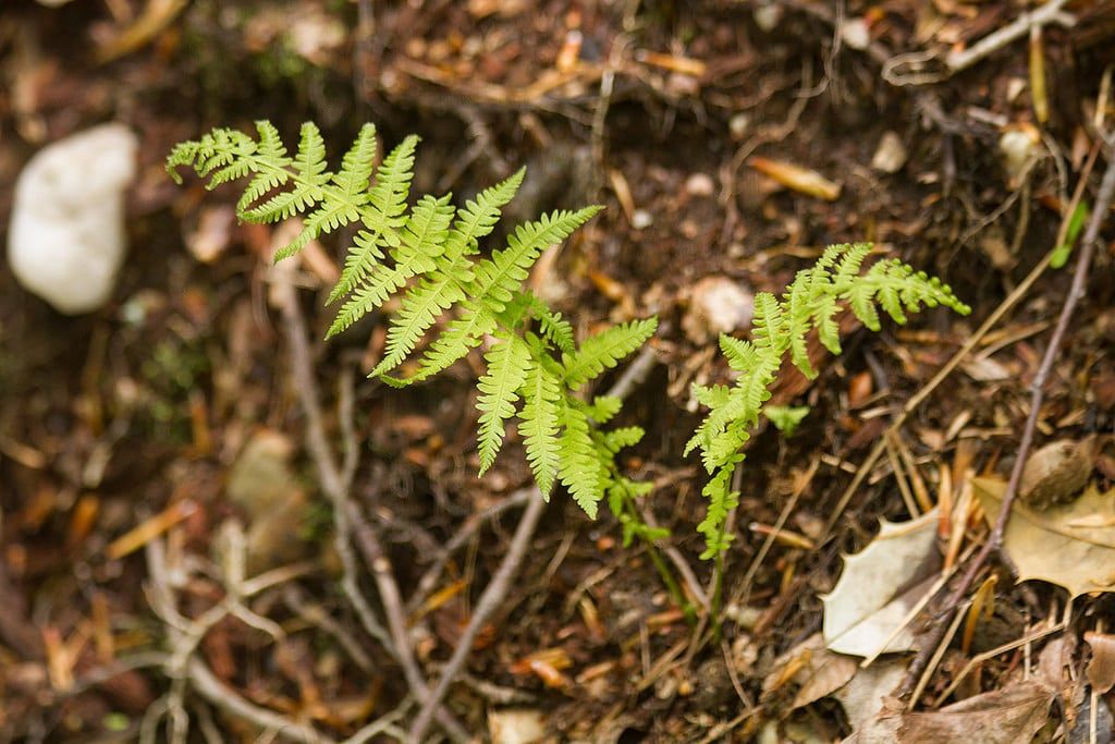 Tiny New York Fern Plants