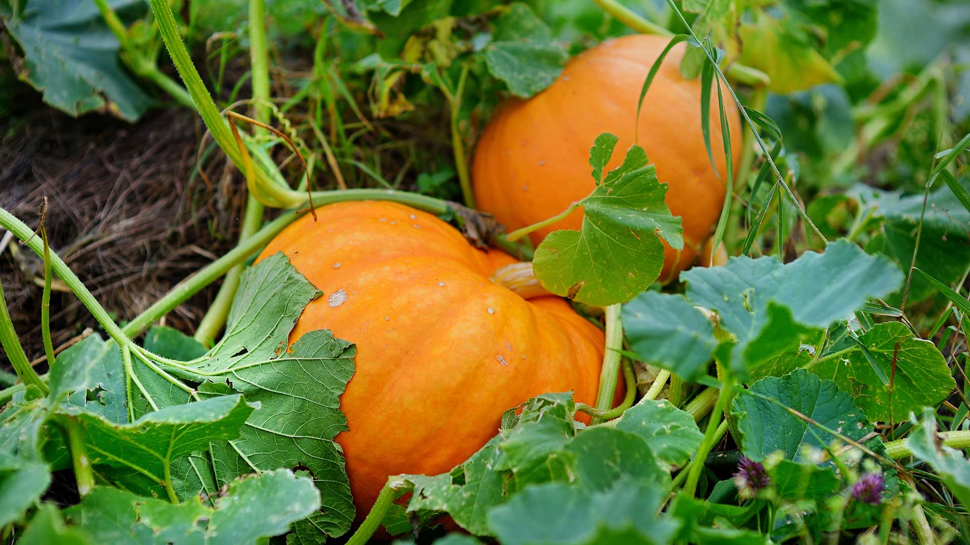 two pumpkins growing