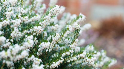 winter plants with frosted foliage