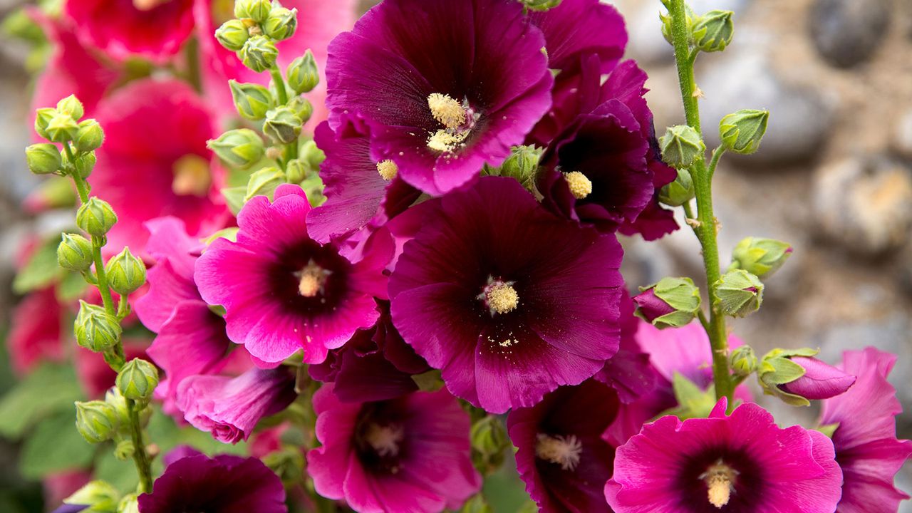 Biennials such as hollyhocks are plants that mature over a two-year period