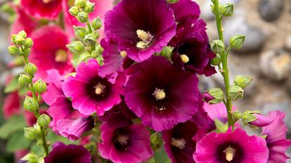 Biennials such as hollyhocks are plants that mature over a two-year period