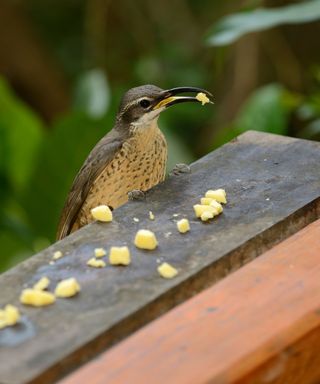 Magnificent Riflebird (Ptiloris magnificus) female feeding on lumps of cheese at garden birdtable