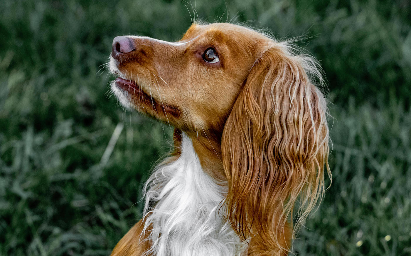 working cocker spaniel