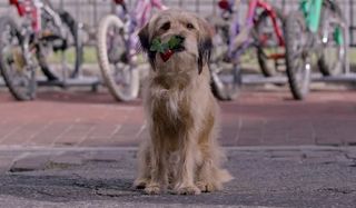 Benji carrying a radish in front of a bike rack
