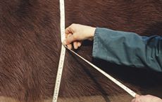 how much does a horse weigh