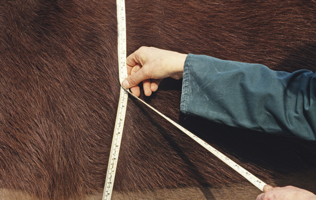 how much does a horse weigh