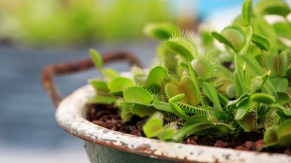 How to care for a Venus flytrap – Venus flytrap in rustic planter
