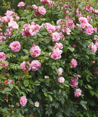 Pink rambling roses
