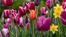 when to plant spring bulbs – tulips and daffodils in bloom