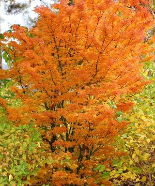 fall coloured leaves of Acer palmatum ‘Shishigashira’